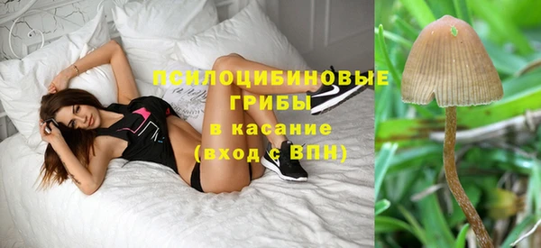 хмурый Пересвет